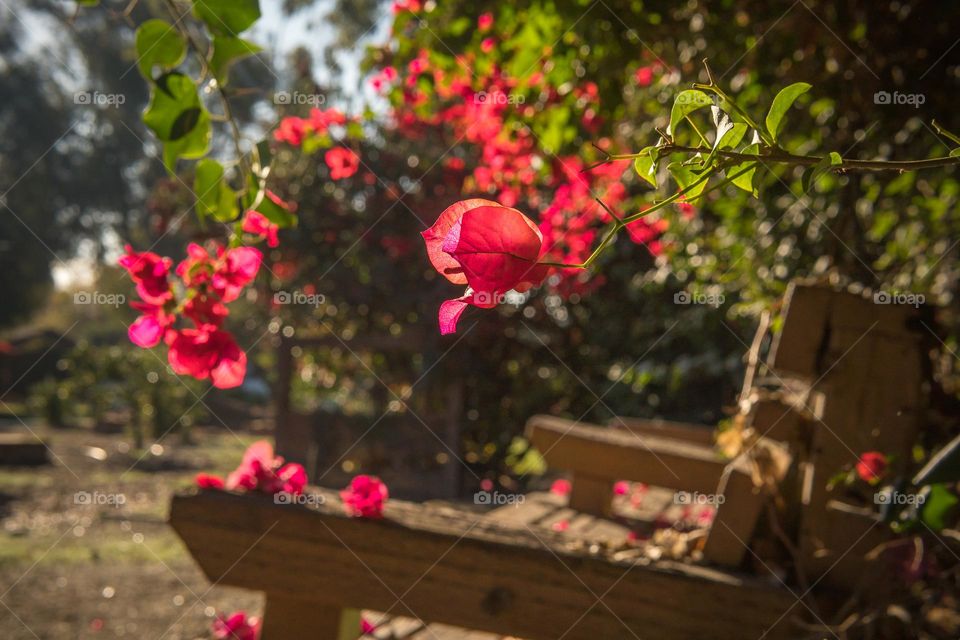 garden in bloom