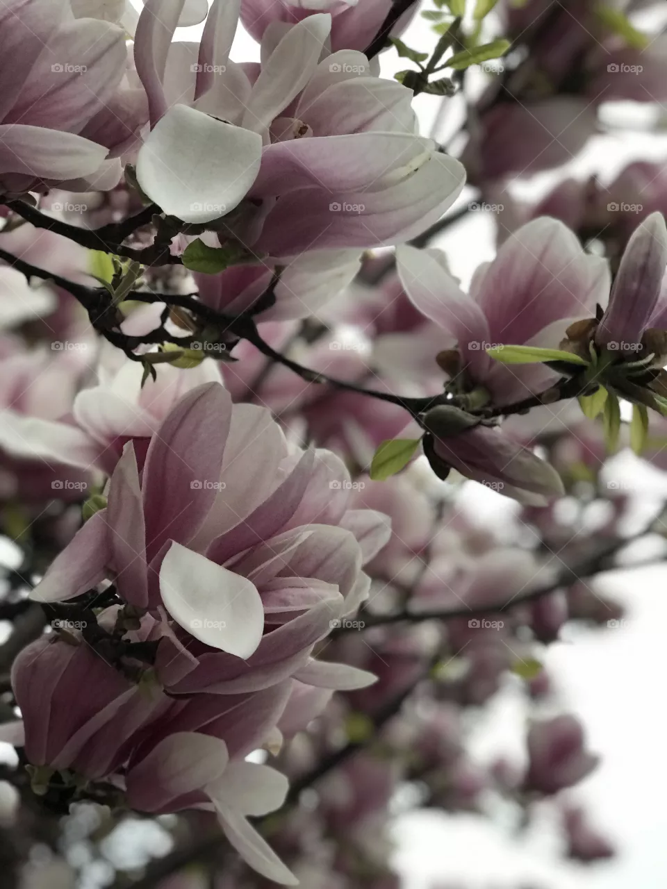 Magnolia