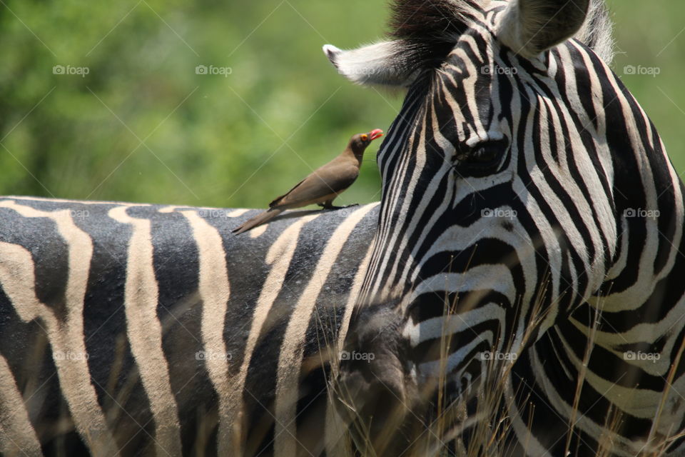 Let me whisper in your ear