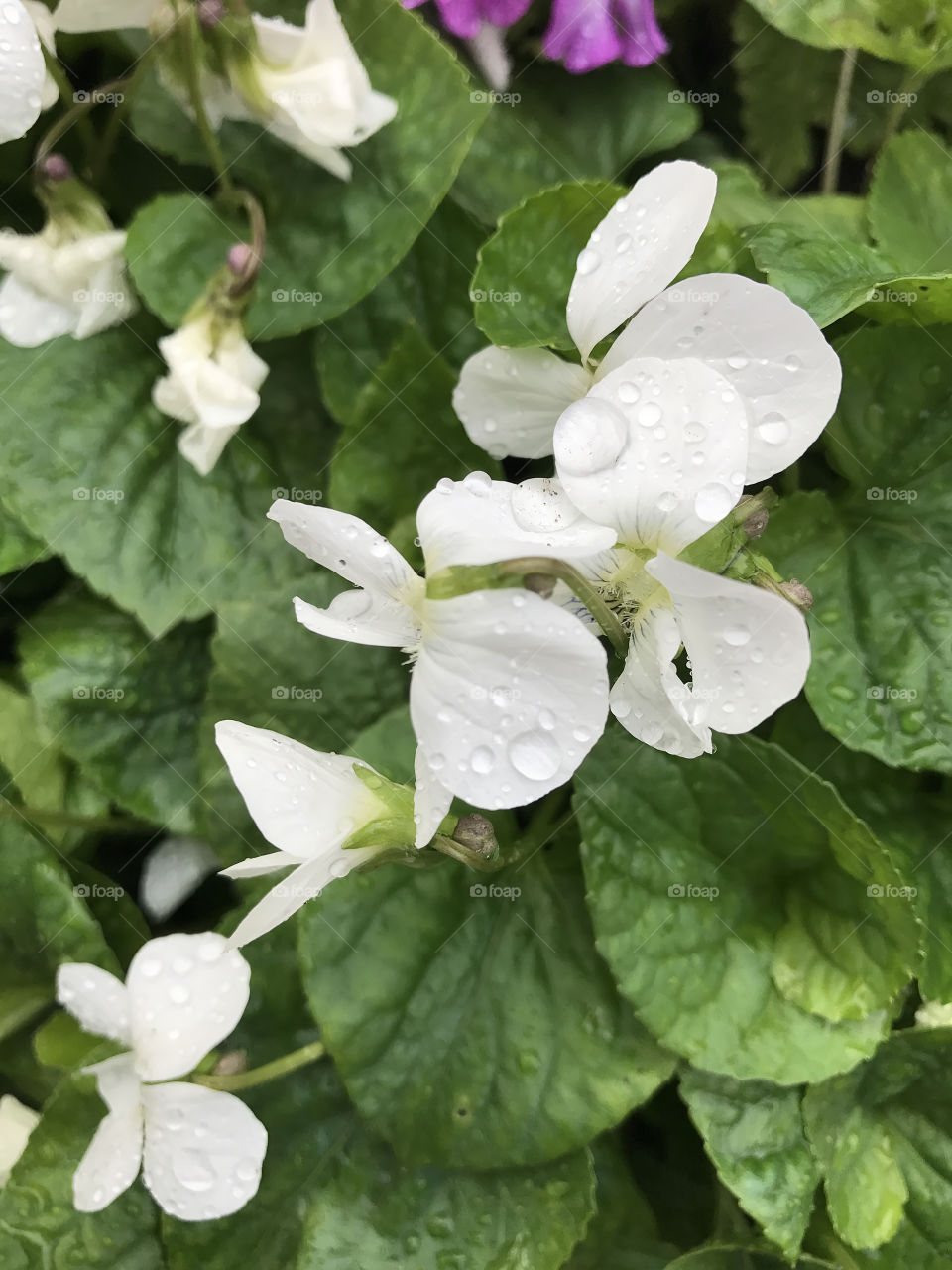White flowers in the garden