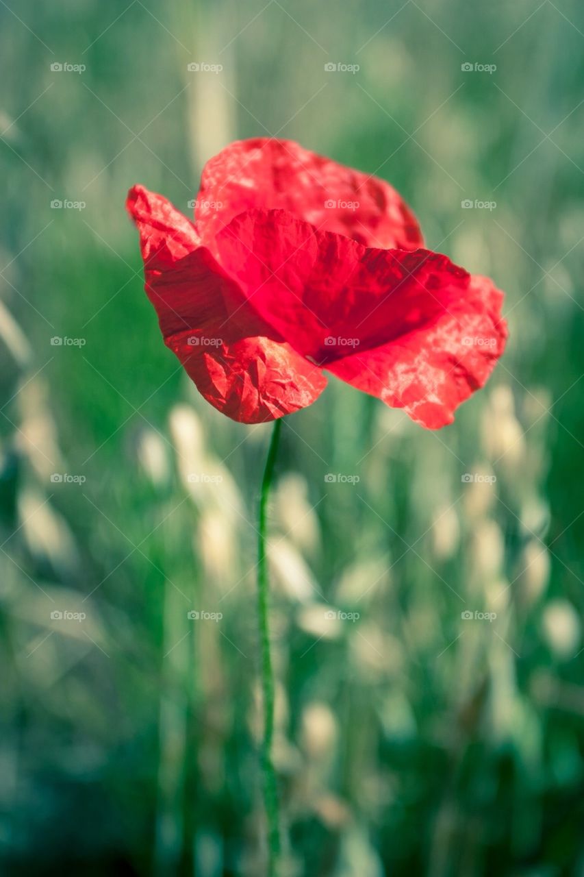 single beautiful one poppy by przemekklos