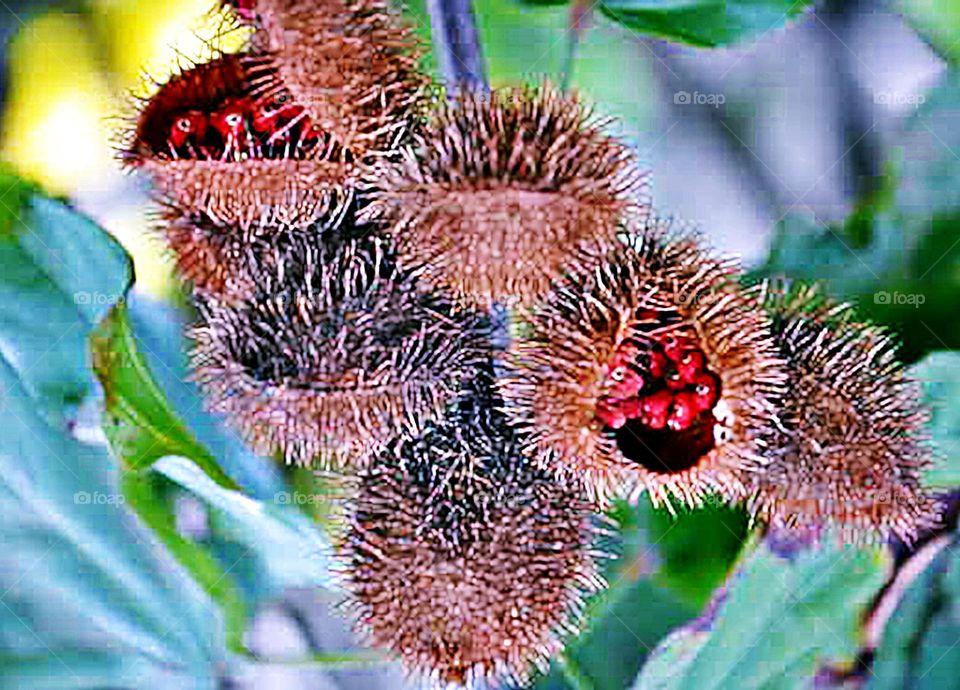 Sementes de urucum I