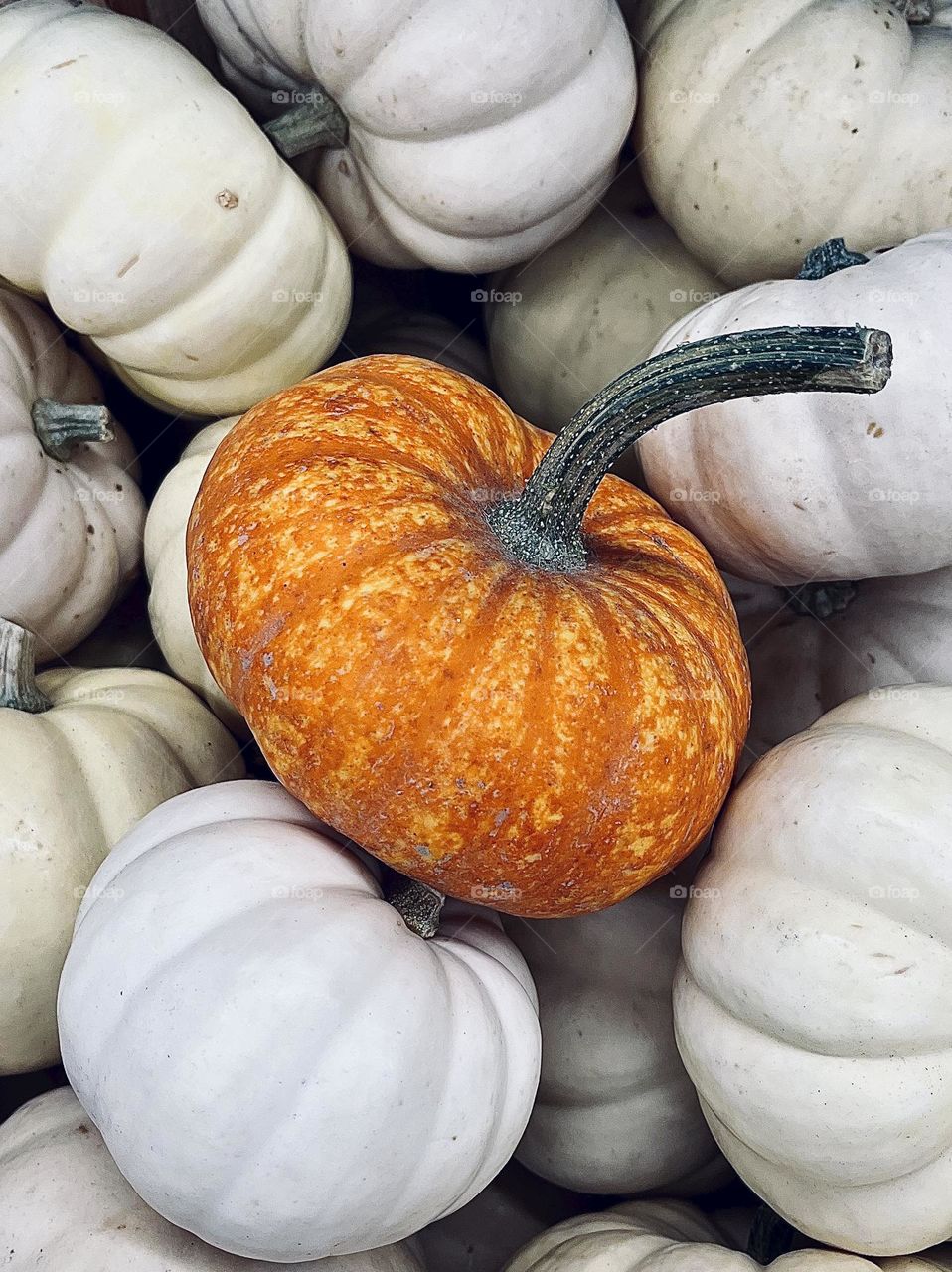 Fall Pumpkins