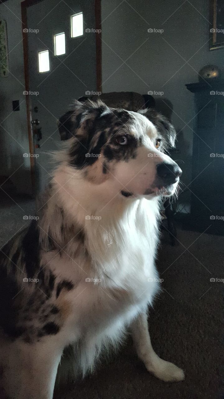 McGee Australian Shepherd