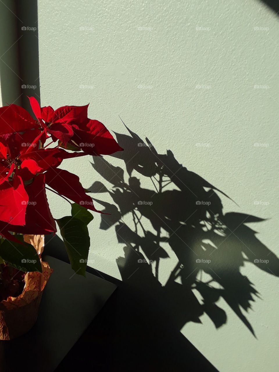 Poinsettia plant and its shadow on wall