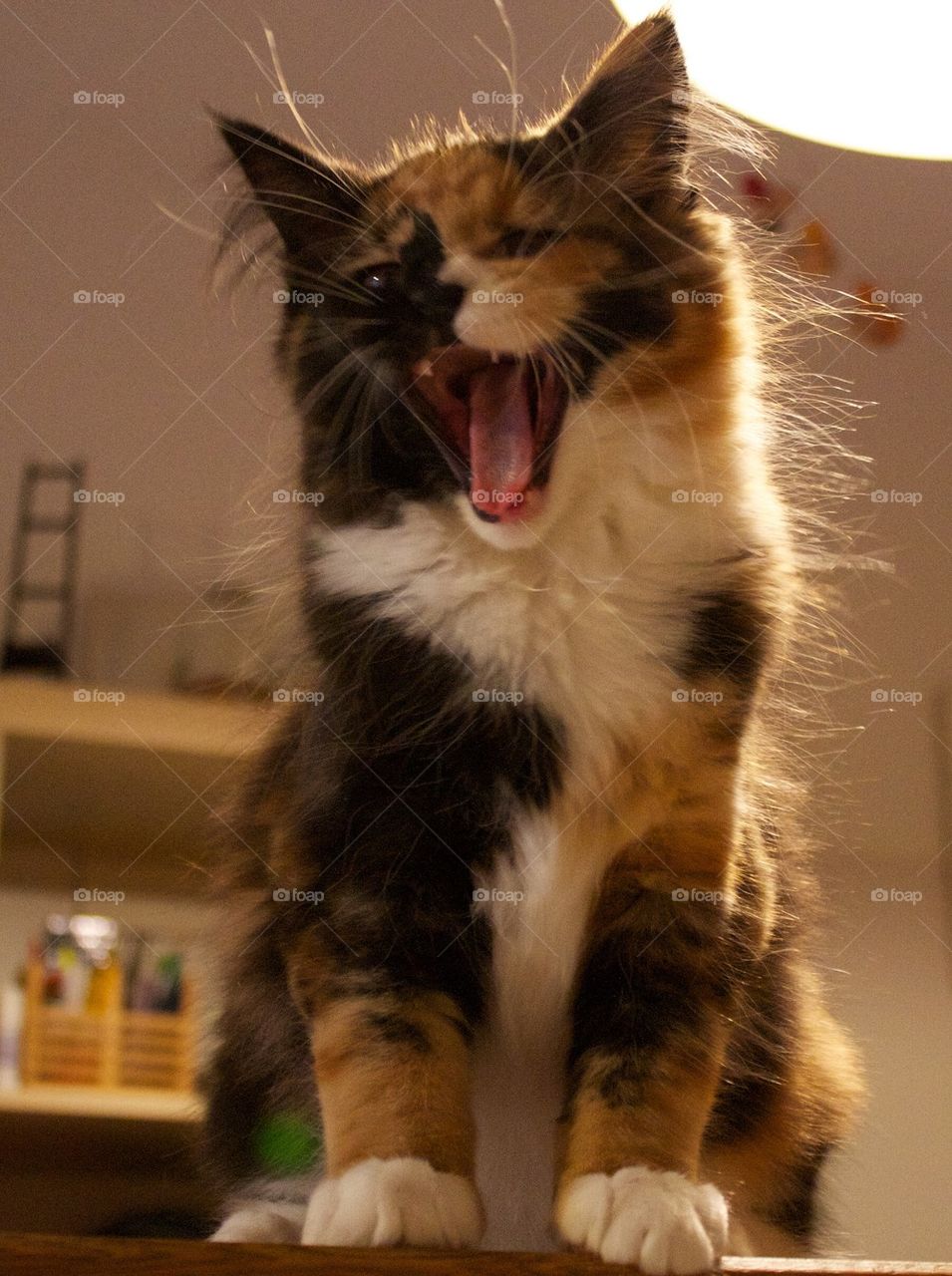 Cat yawning