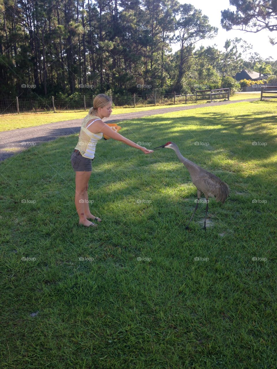 Sandhill crane