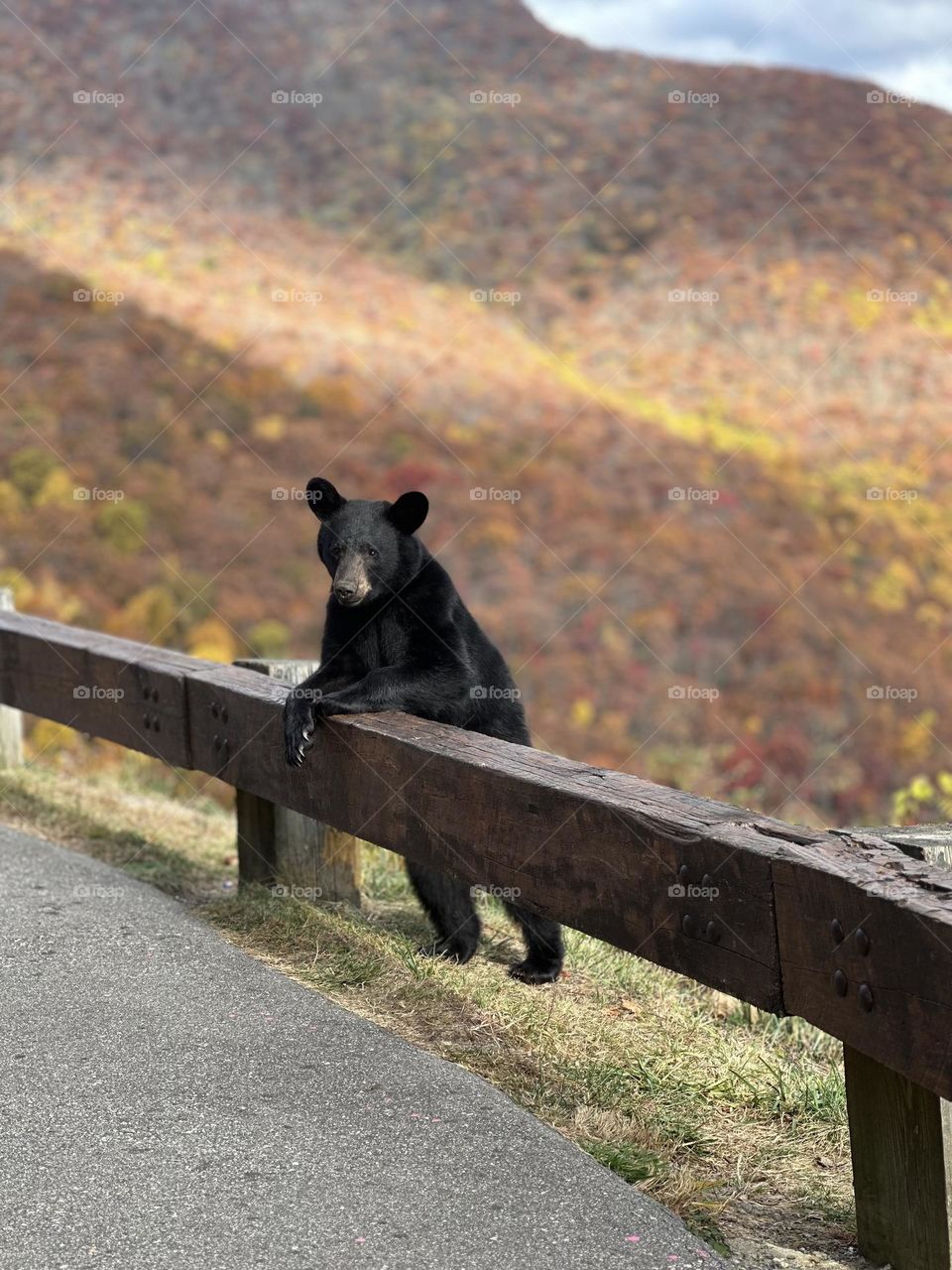 Mr Bear posing for me  Taken on a ride thru the blue ridge parkway in WNC