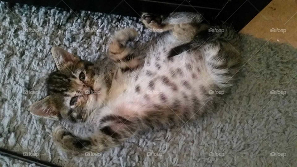 A tabby kitten laying on her back