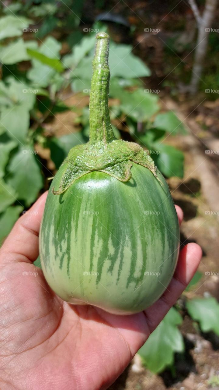 This round eggplant variety is also known as Ilokano eggplant