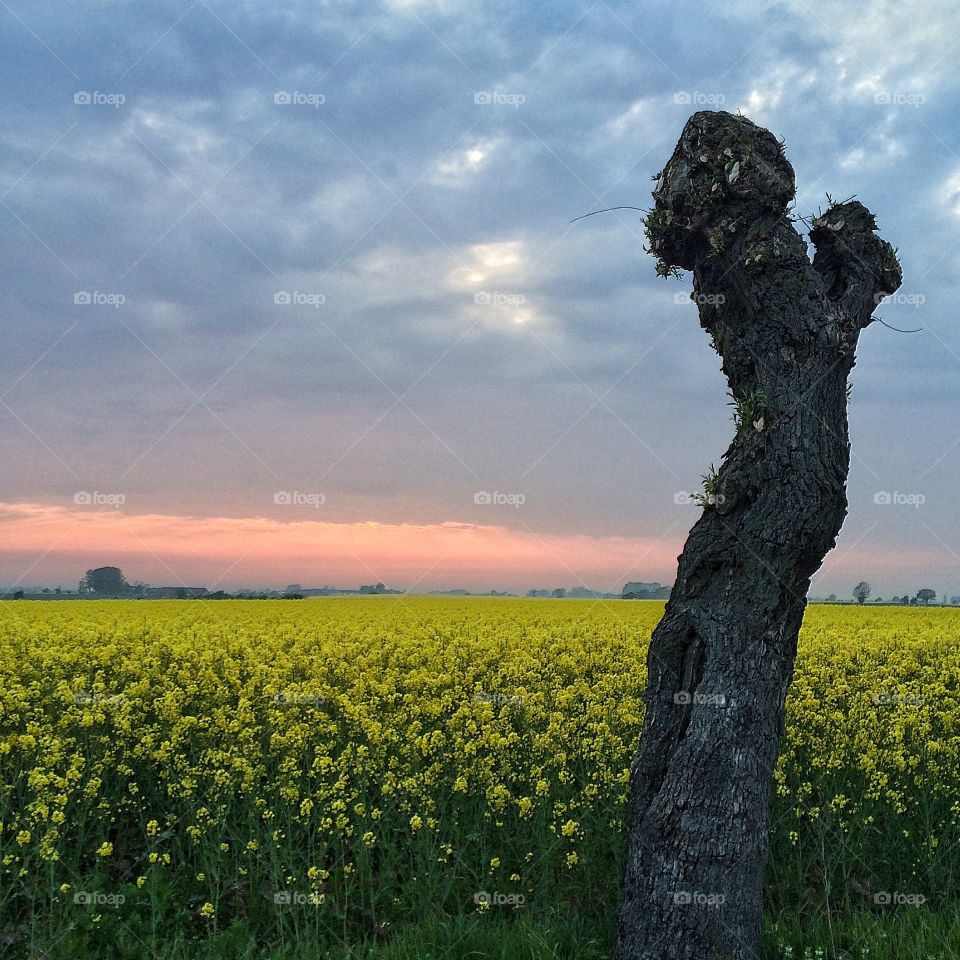 Field of oilseed rape