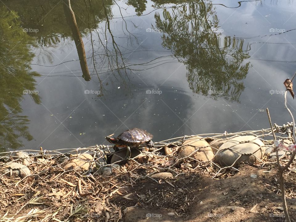 Turtle, turtle