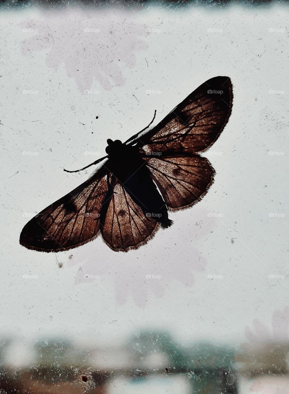 Rare and Beautiful Moth