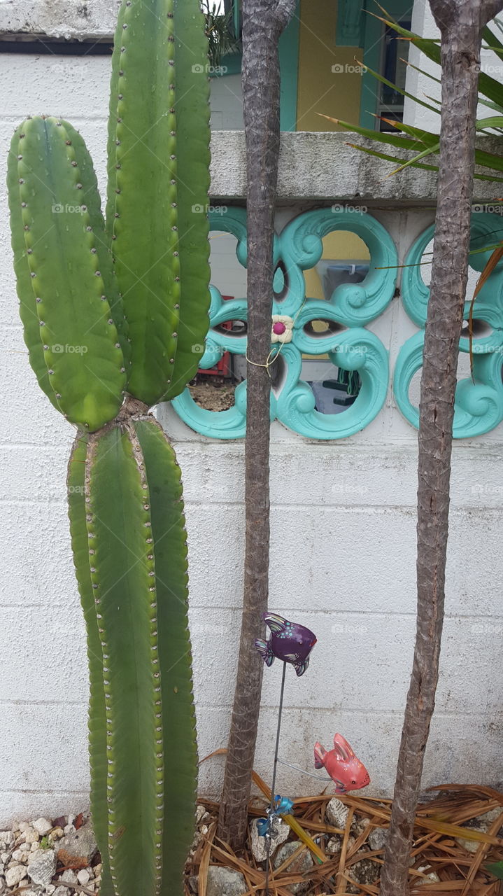 Cactus and fence