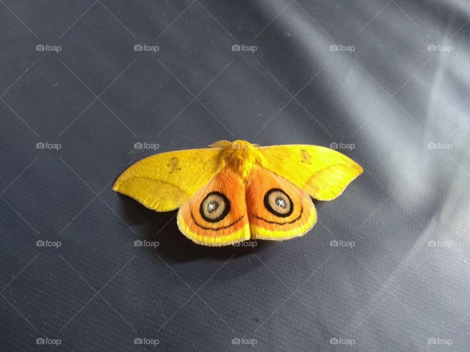 Mariposa