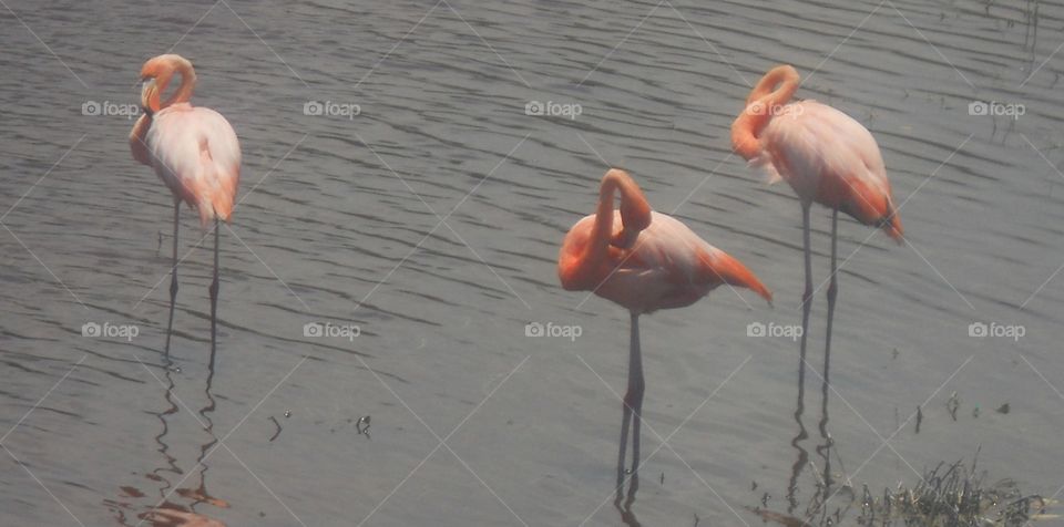 Flamingos