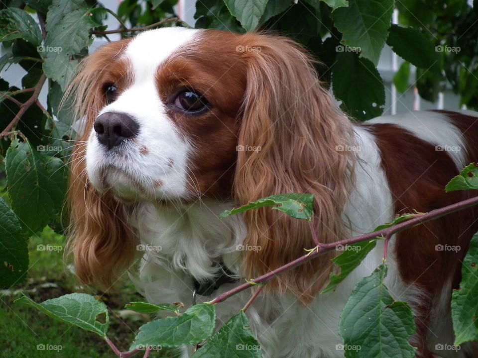 Cavalier King Charles Spaniel #2. Dog playing in the garden