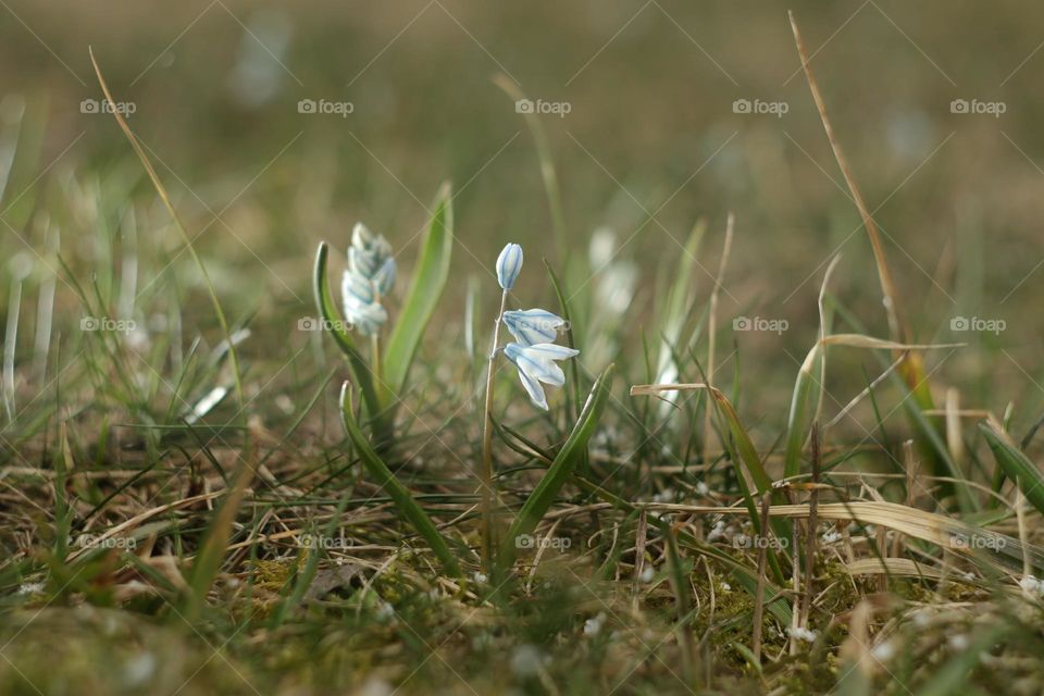 spring flowers