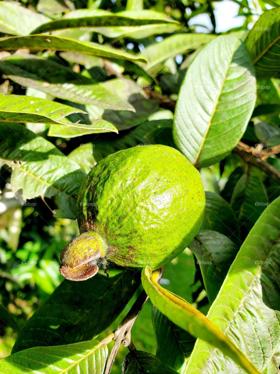 guava tree