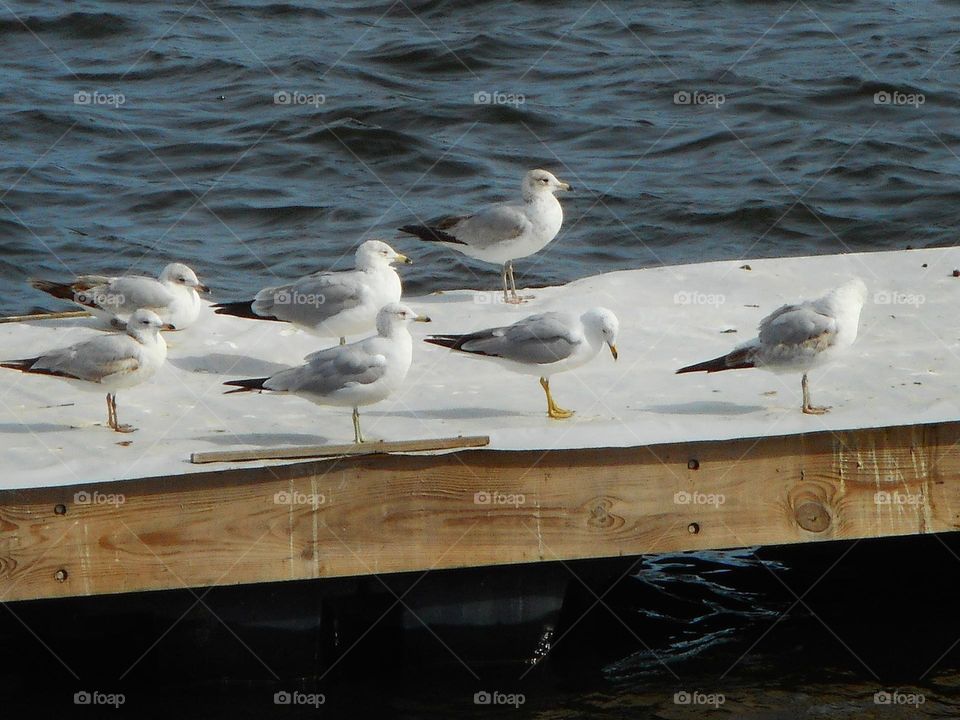 A flock of birds stands on a dock at Cranes Roost Park in Altamonte Springs, Florida.