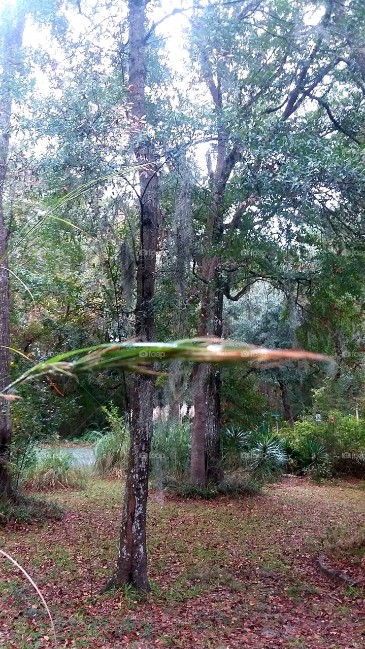 a rainy autumn morning trees foliage