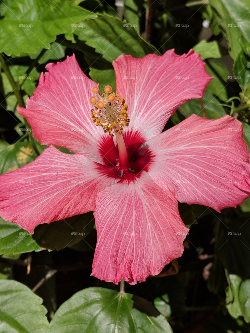 Beautiful hibiscus close up