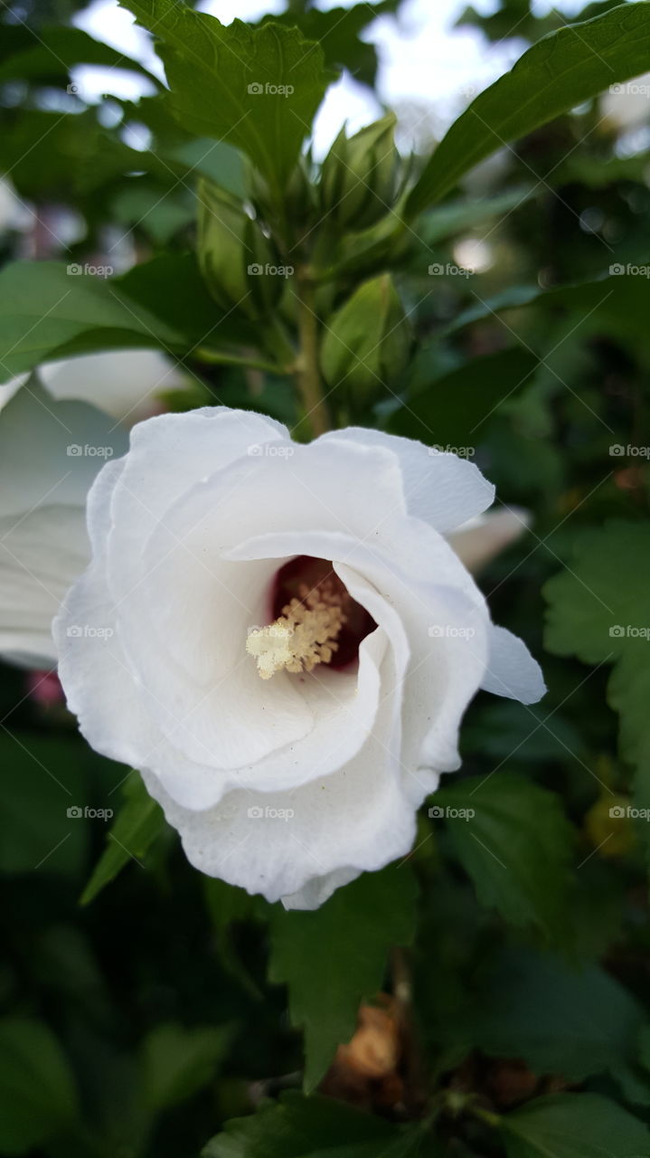 White flower on plant