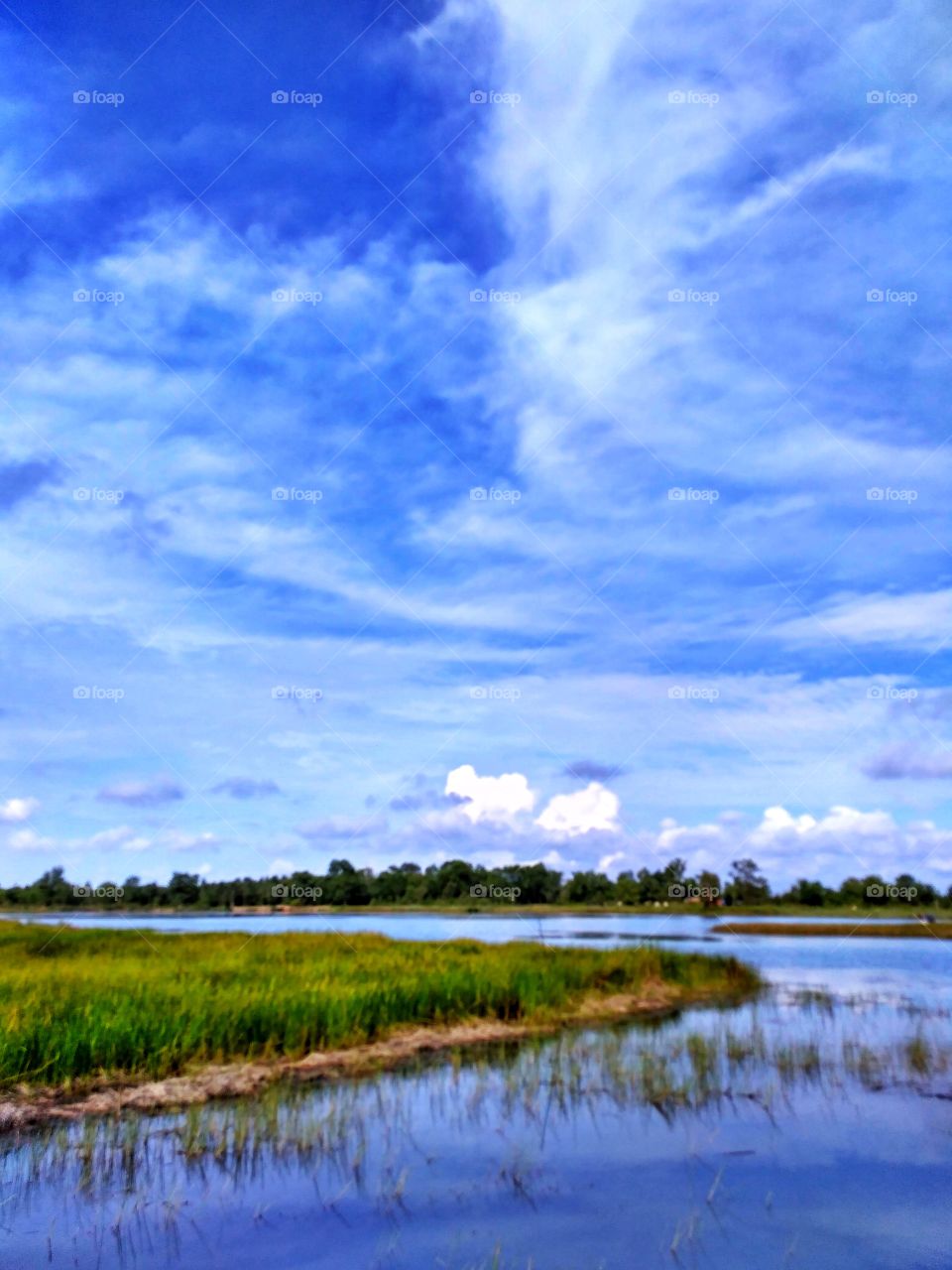 green swamp under the blue sky