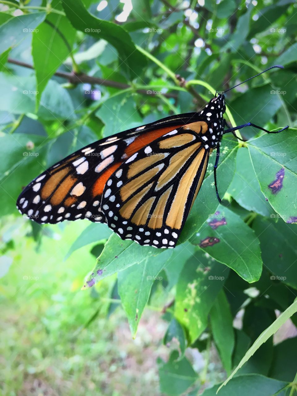 Monarch butterfly in my tree with left wing broken but still flying strong 