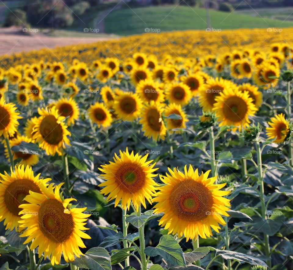 Sunflower field