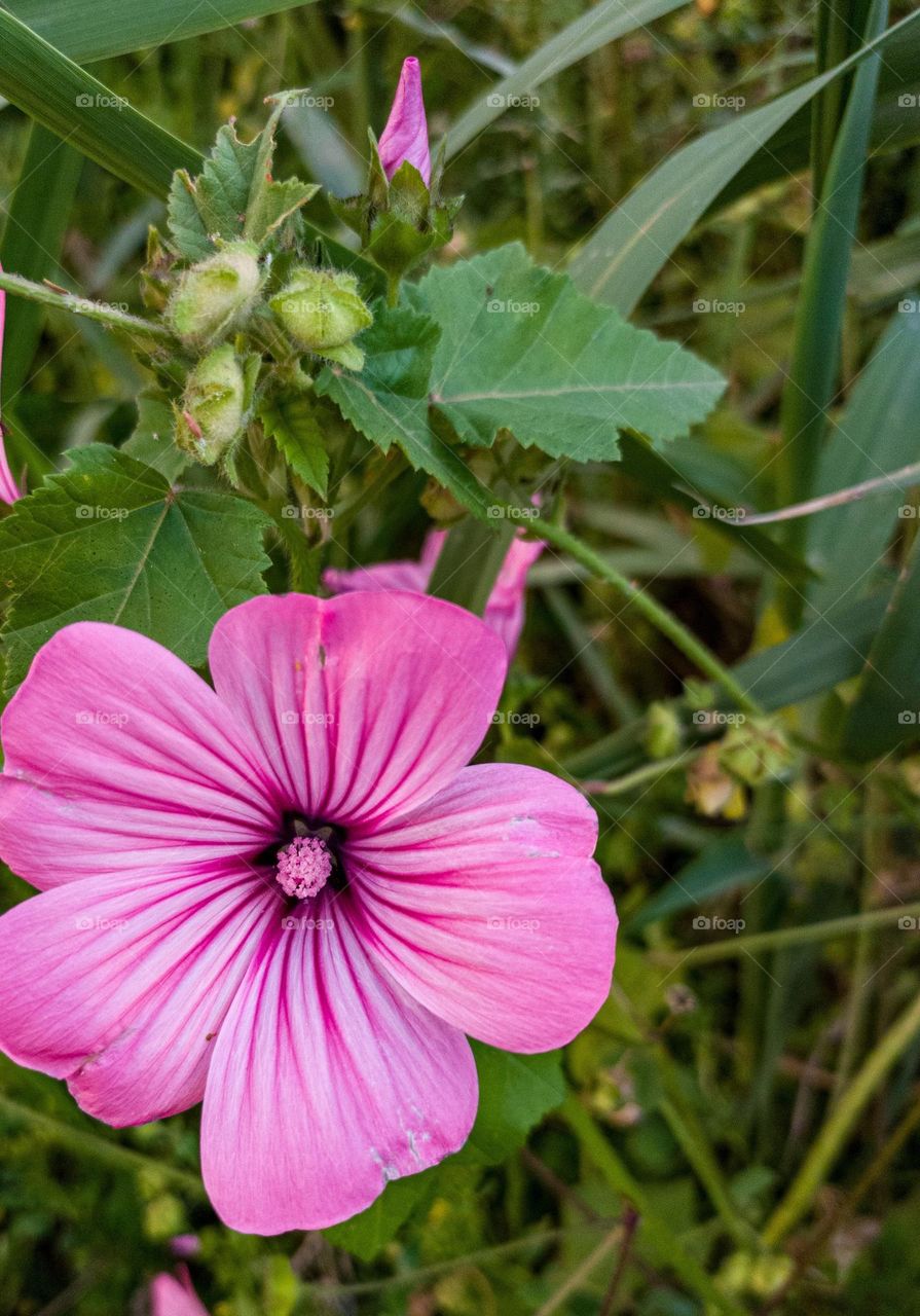 beautiful pink flower