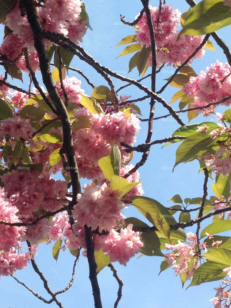 Cherry blossom tree flowers pink 