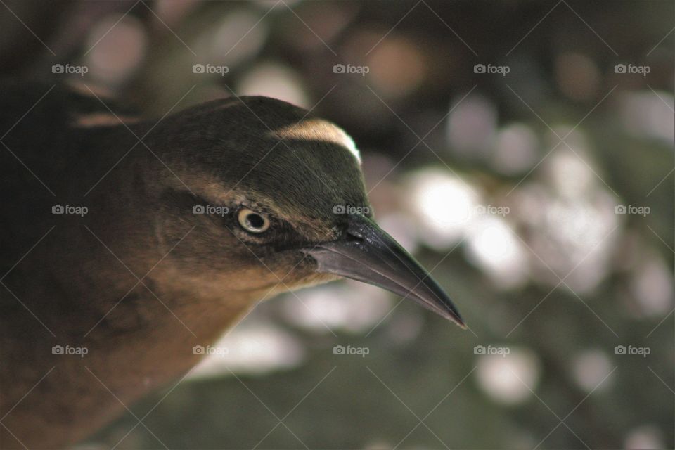 Brown bird