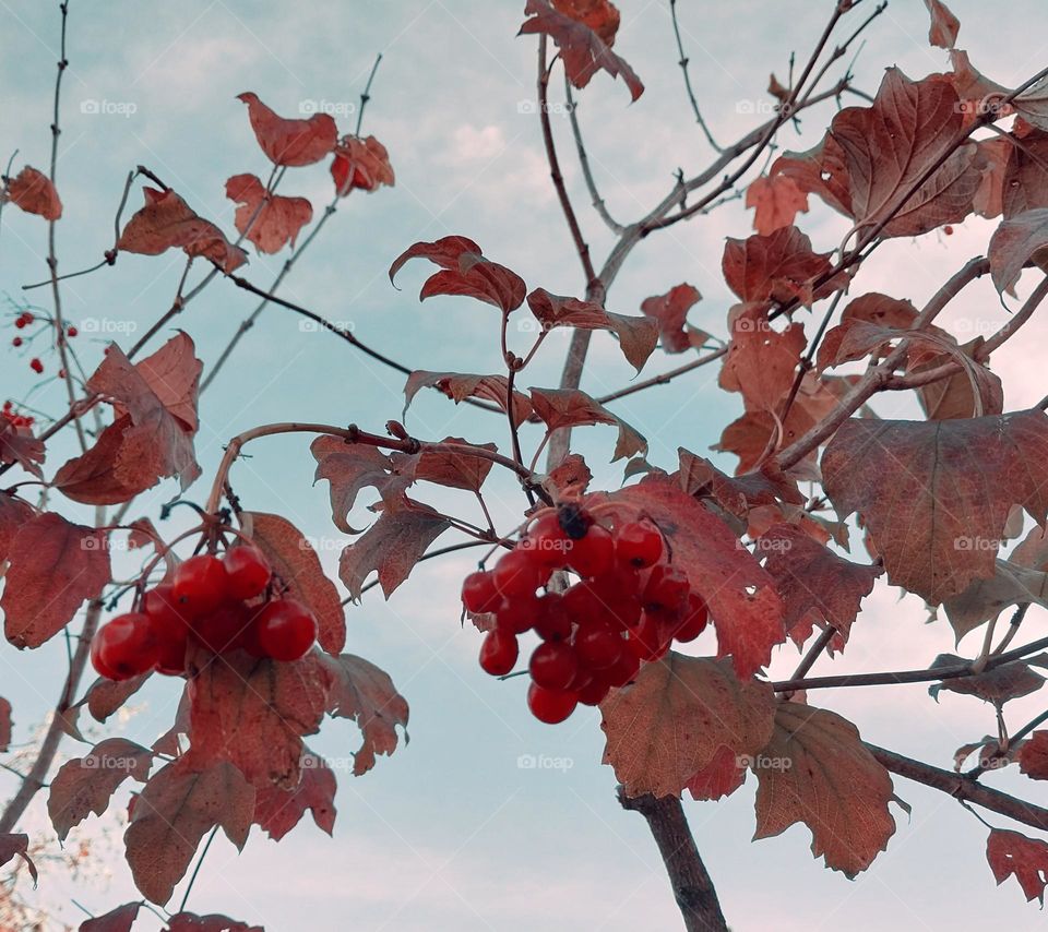 the colors of autumn: red