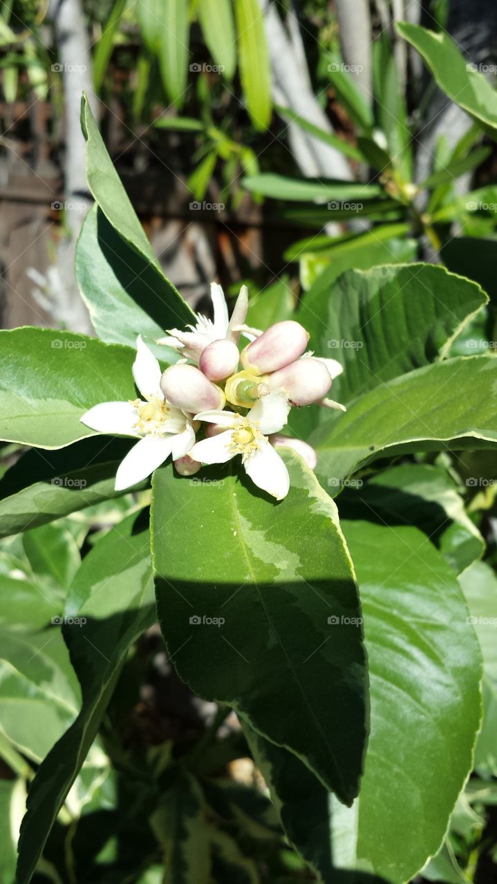 Pink Lemon flowers