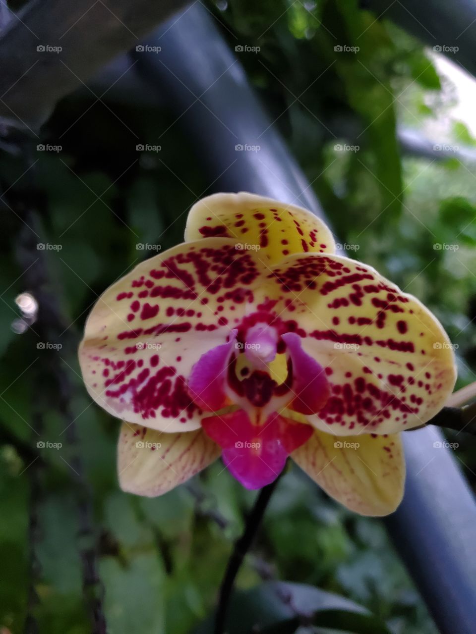 exotic orchids
