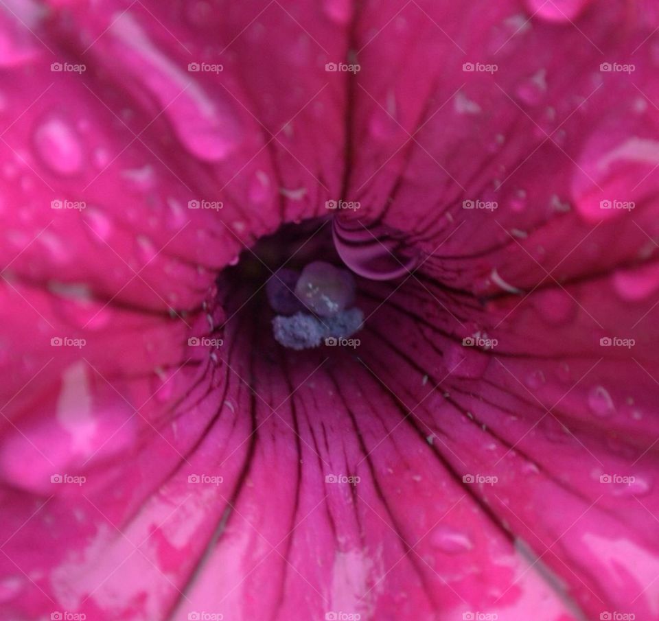 Wet Flower
