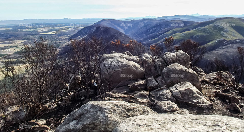 Nature, after the fire's gone