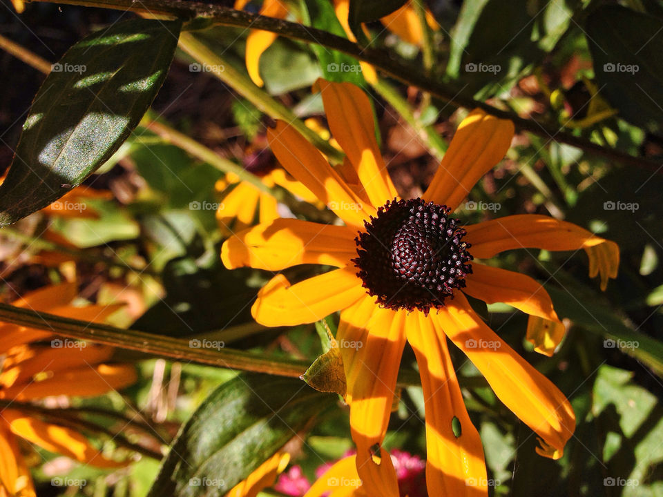 flowers garden yellow macro by chris7ben