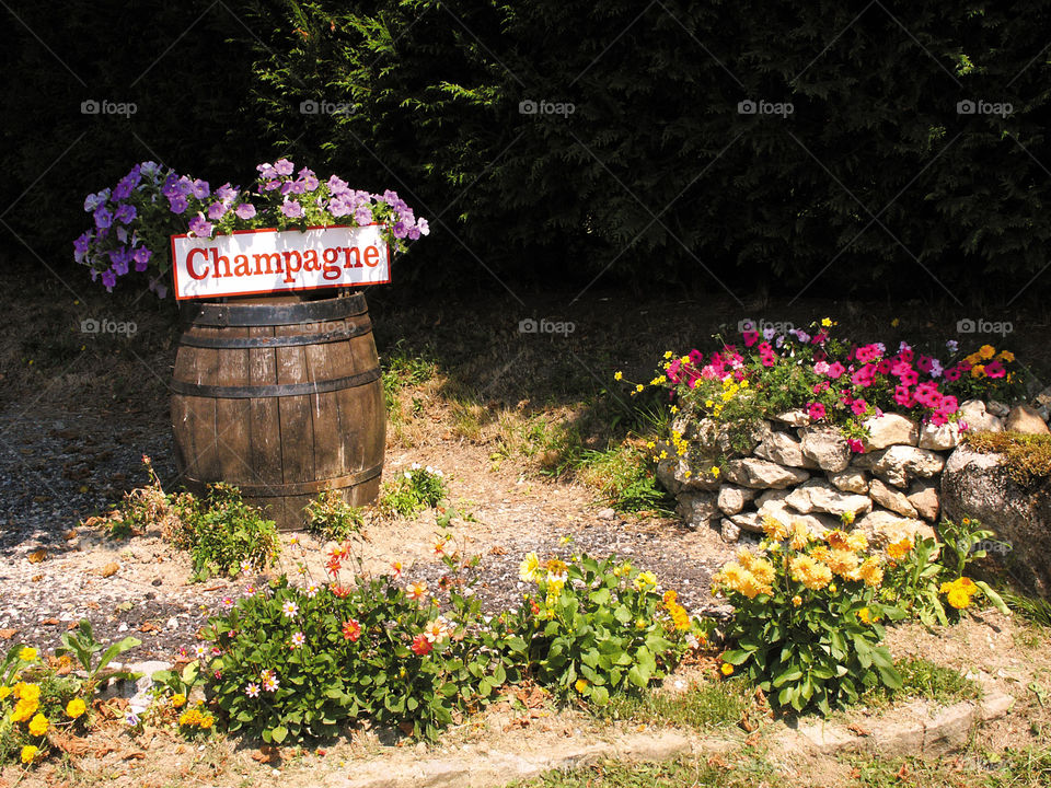 Champagne. Vineyards