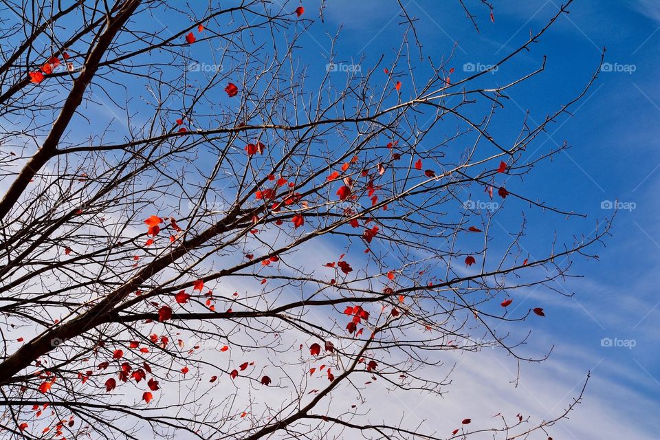 Autumn Tree