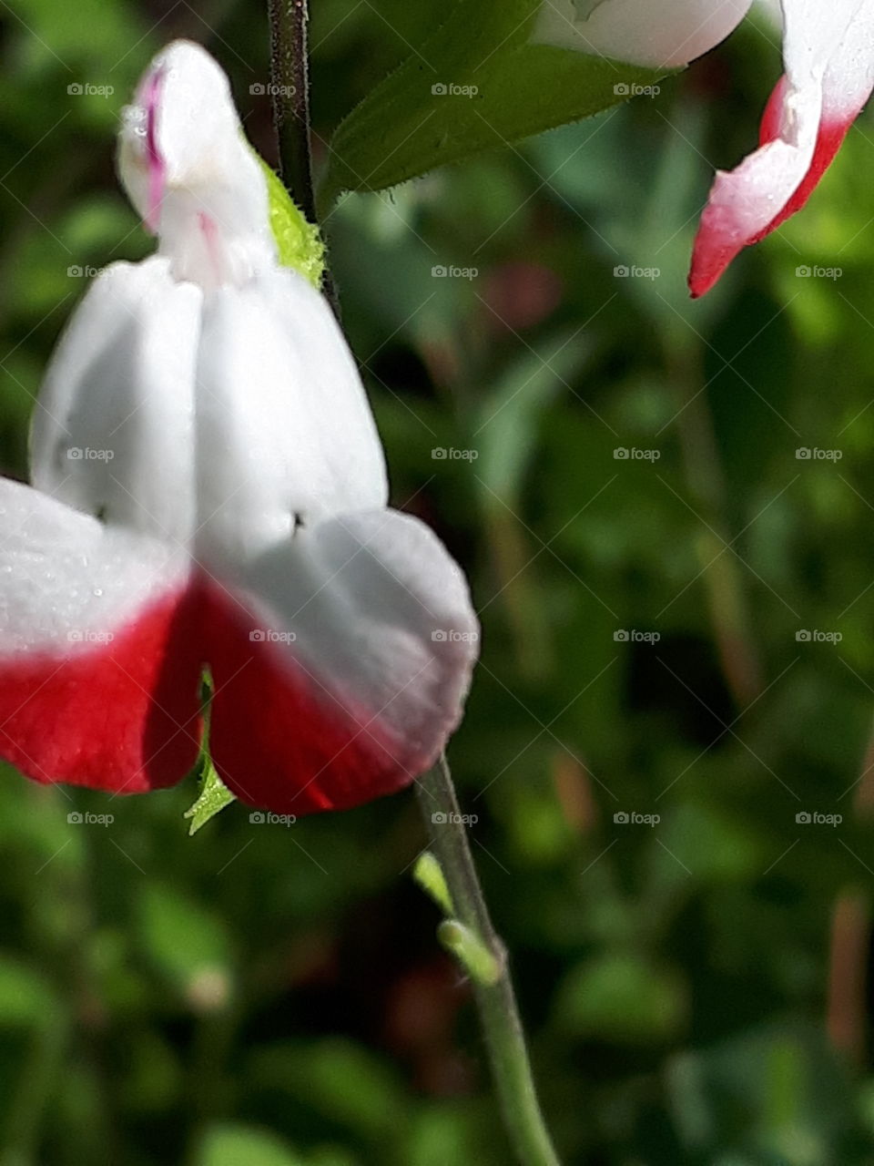 Floral