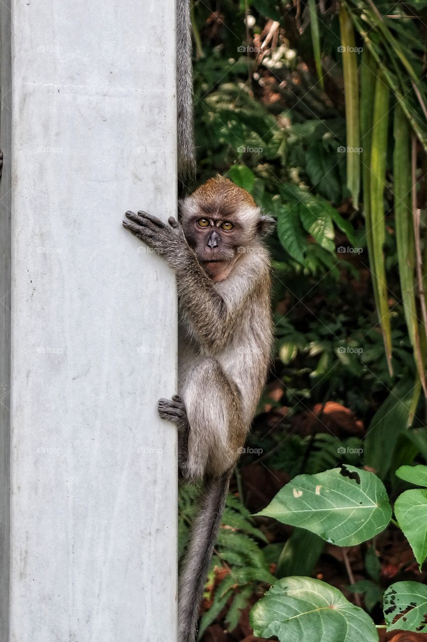 Baby Macaque Monkey