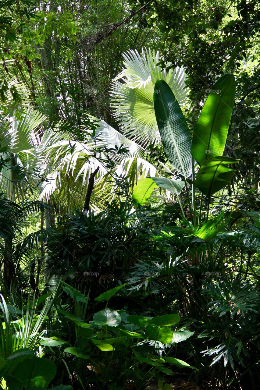 Tropical forest 