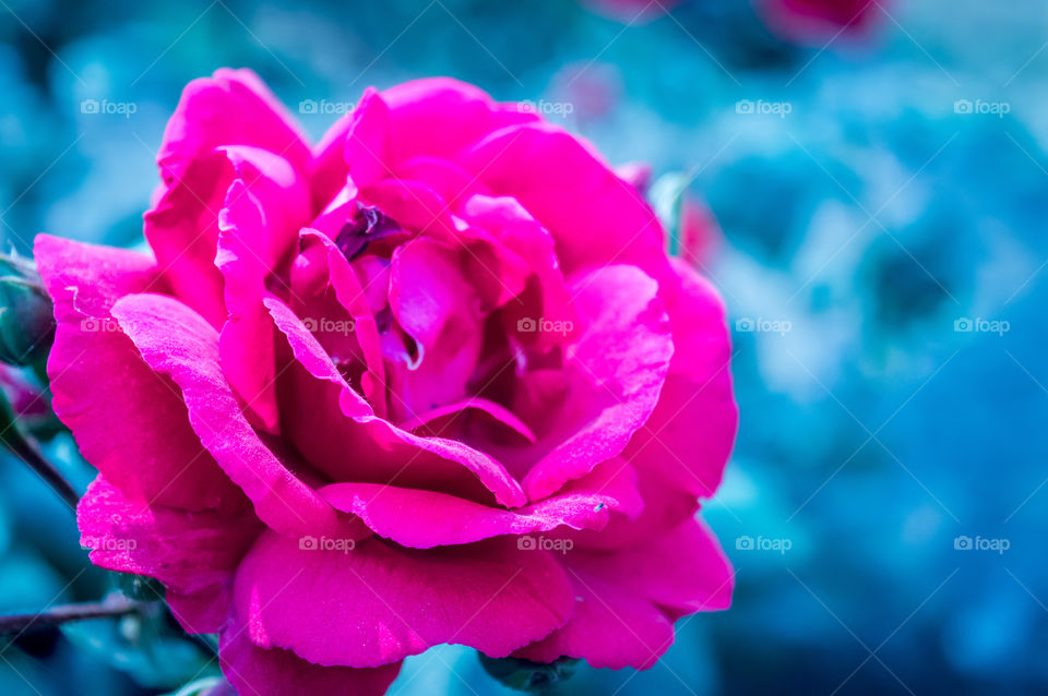 Abstract of Pink Rose Flower: Its buds and leaf are in the background. It is suitable for use as a background for the work in the nature concept.