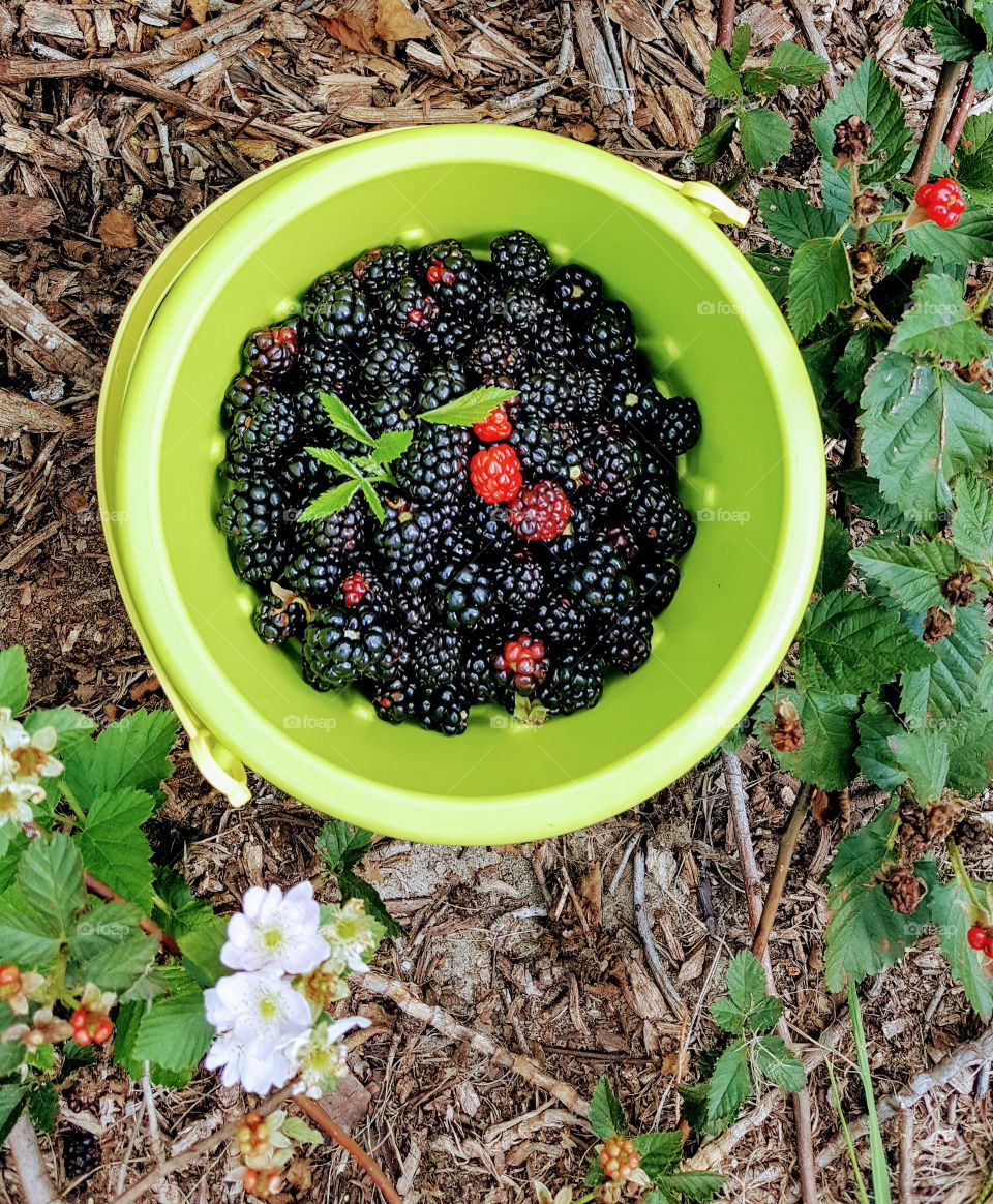 Berry bucket