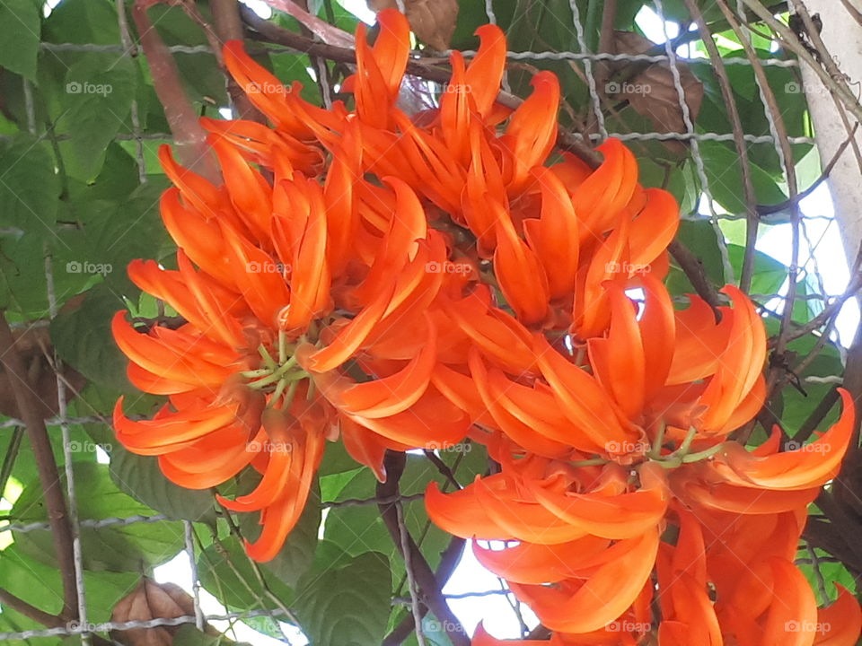 Orange flowers