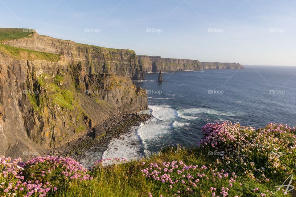 Beautiful red clovers look out at the Cliffs of Moher