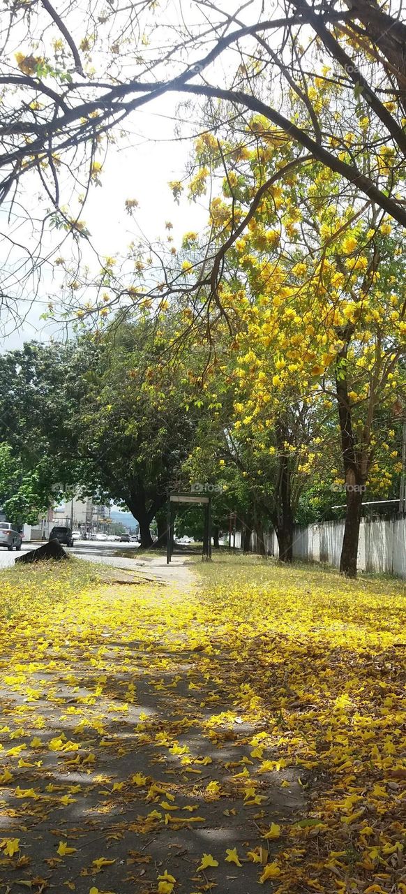 walking through the fallen leaves seeing its beauty along avenida las Delicias Maracay