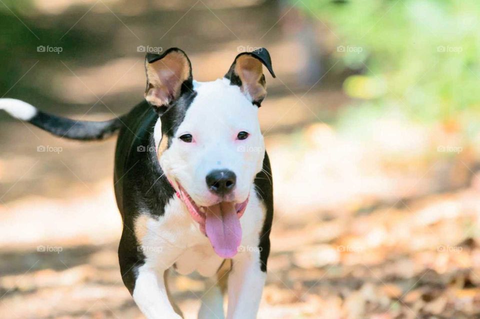 puppy running in the park